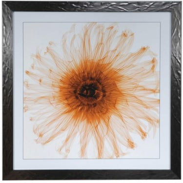 Dahlia Orange