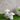 2 Assorted 5.75" Pink/Yellow Mushrooms