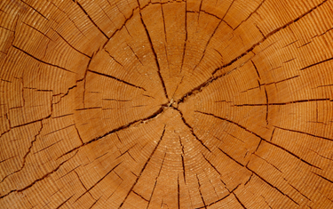 How Different Wood Species Change as they Age