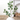 31" Eucalyptus Spray