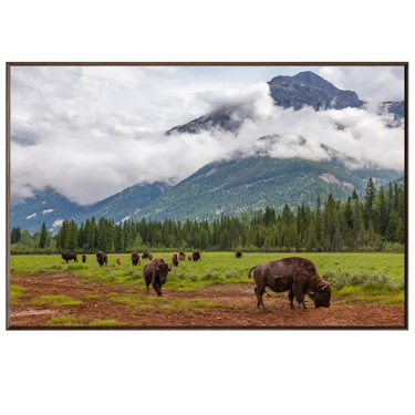 Bison Valley