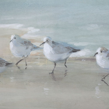 Tranquil Shorebirds on Sand