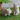 Assorted White Wash Cat Statues
