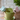 Butterfly Pot Hangers (Set of 2)